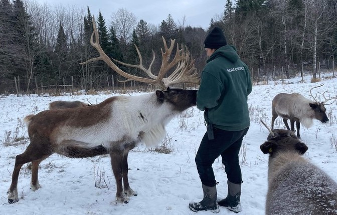 Un soigneur animalier du Parc Oméga donne des soins à un Caribou, une espècs menacée préservée au Parc.